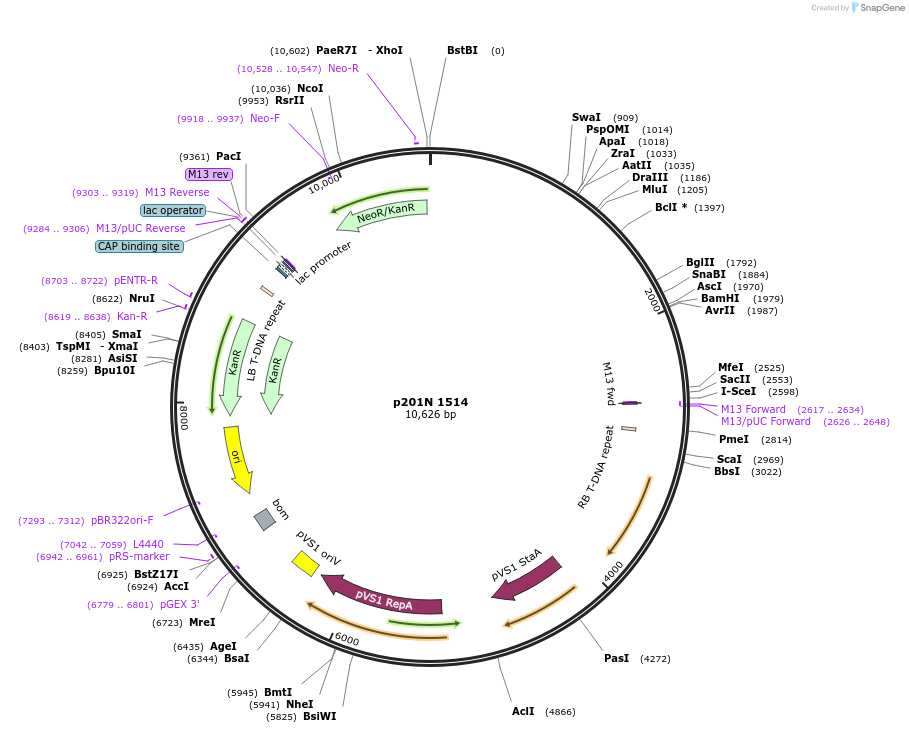 47025-plasmid-map-sequence-id-67043
