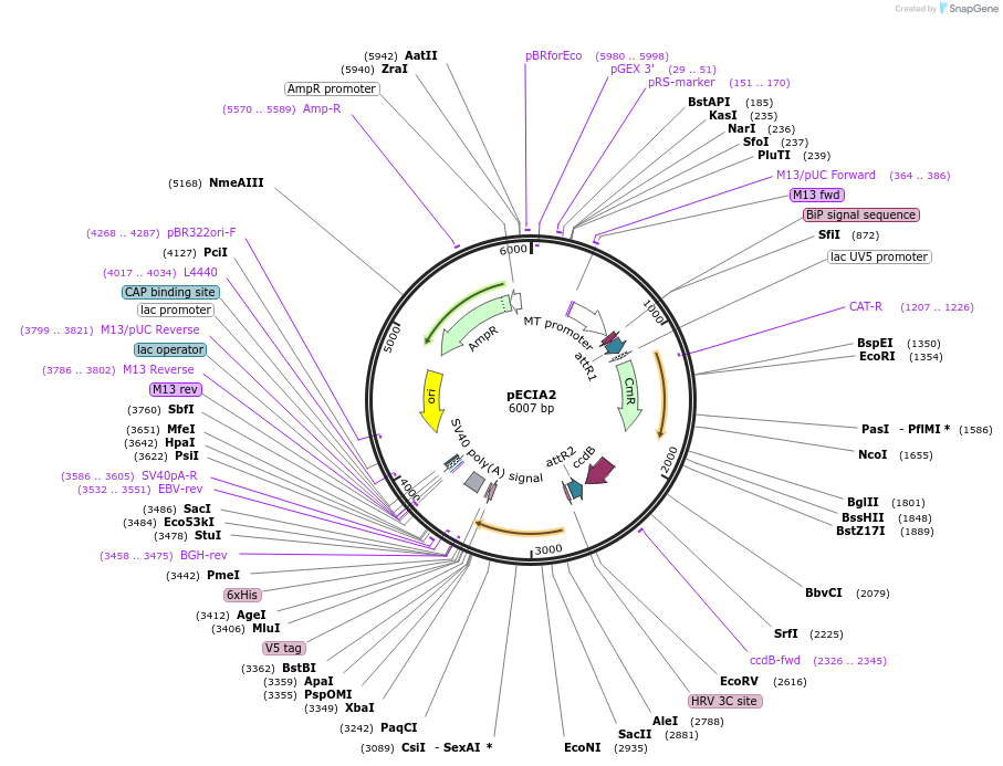 47032-plasmid-map-sequence-id-67069