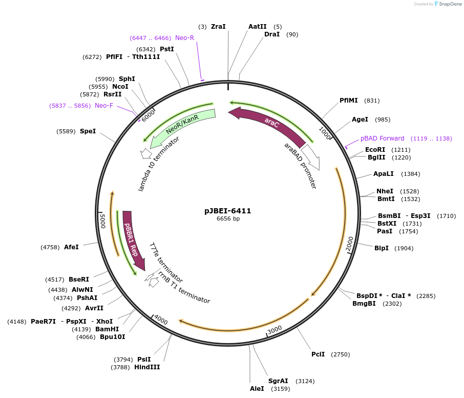 47050-plasmid-map-sequence-id-67072