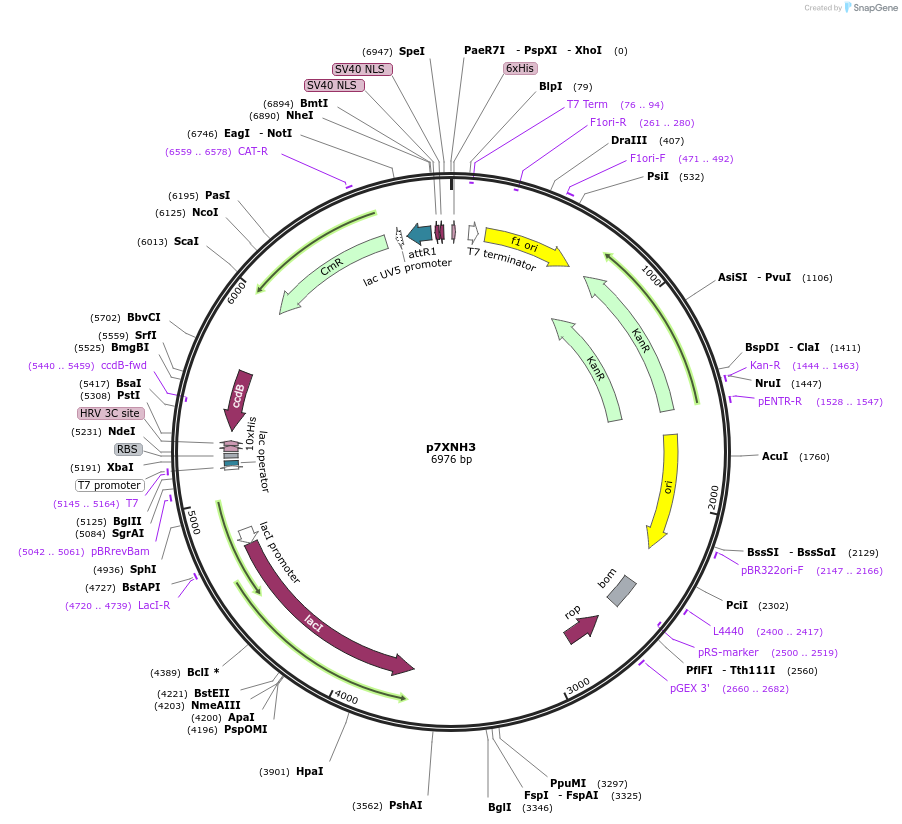 47064-plasmid-map-sequence-id-67089