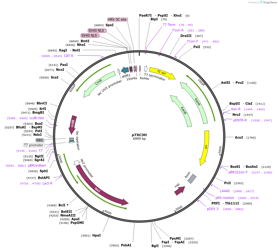 47065-plasmid-map-sequence-id-67091