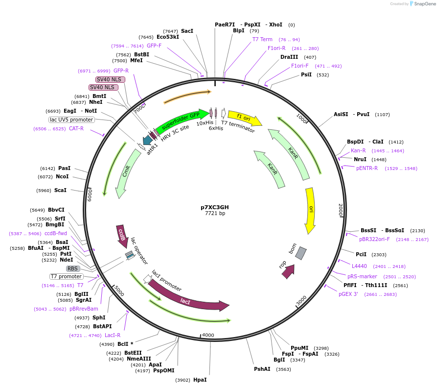 47066-plasmid-map-sequence-id-67092