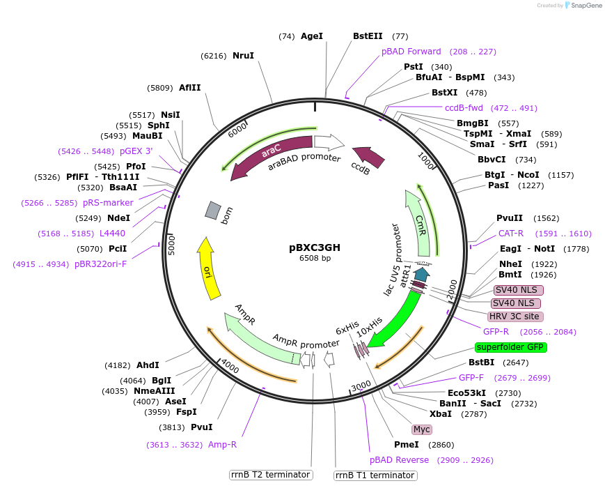 47070-plasmid-map-sequence-id-67096