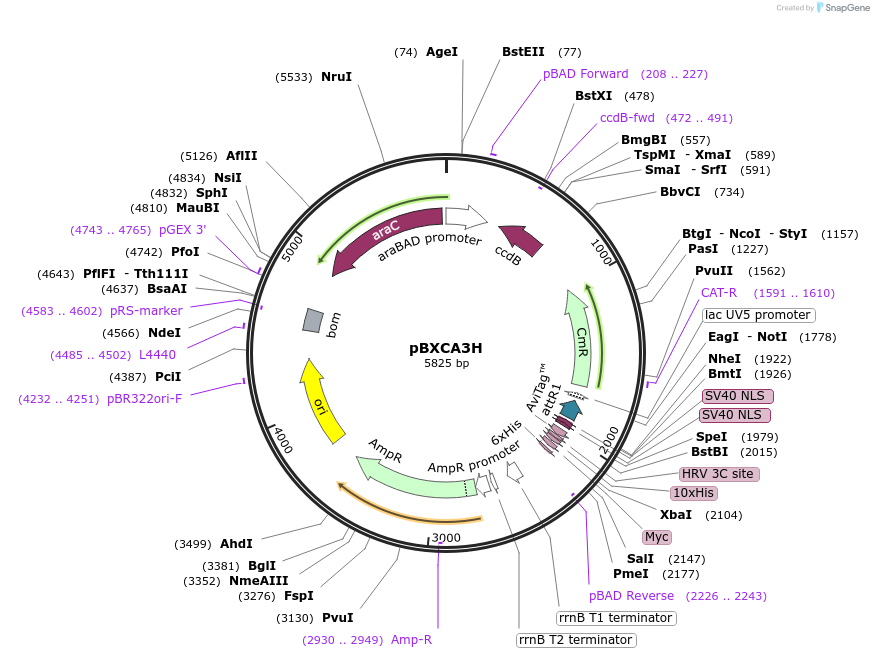 47072-plasmid-map-sequence-id-67098