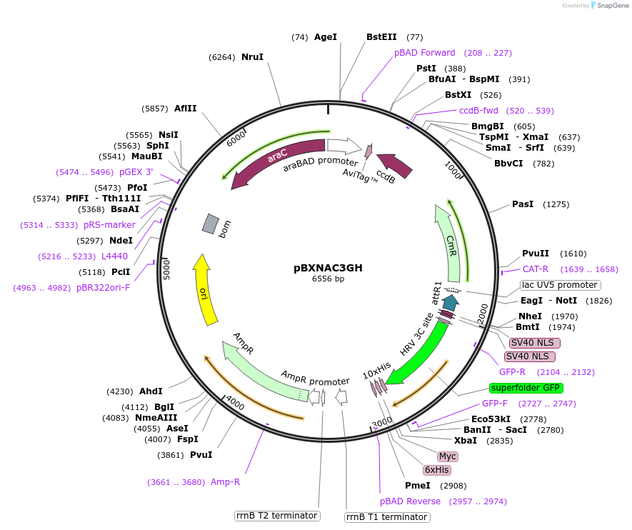 47073-plasmid-map-sequence-id-67099