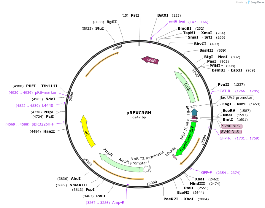47077-plasmid-map-sequence-id-67103
