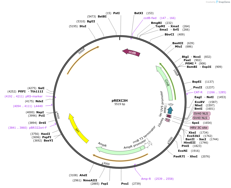 47078-plasmid-map-sequence-id-67104