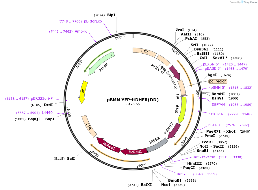 47080-plasmid-map-sequence-id-67106