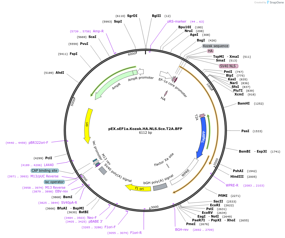 45565-plasmid-map-sequence-id-67129