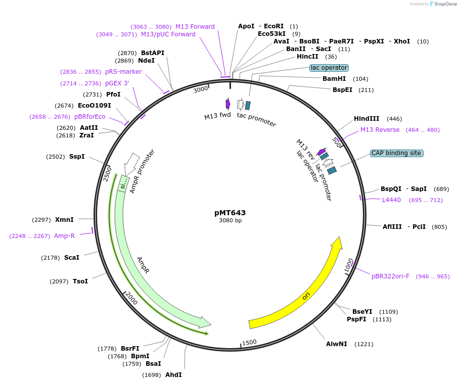 8610-plasmid-map-sequence-id-6714