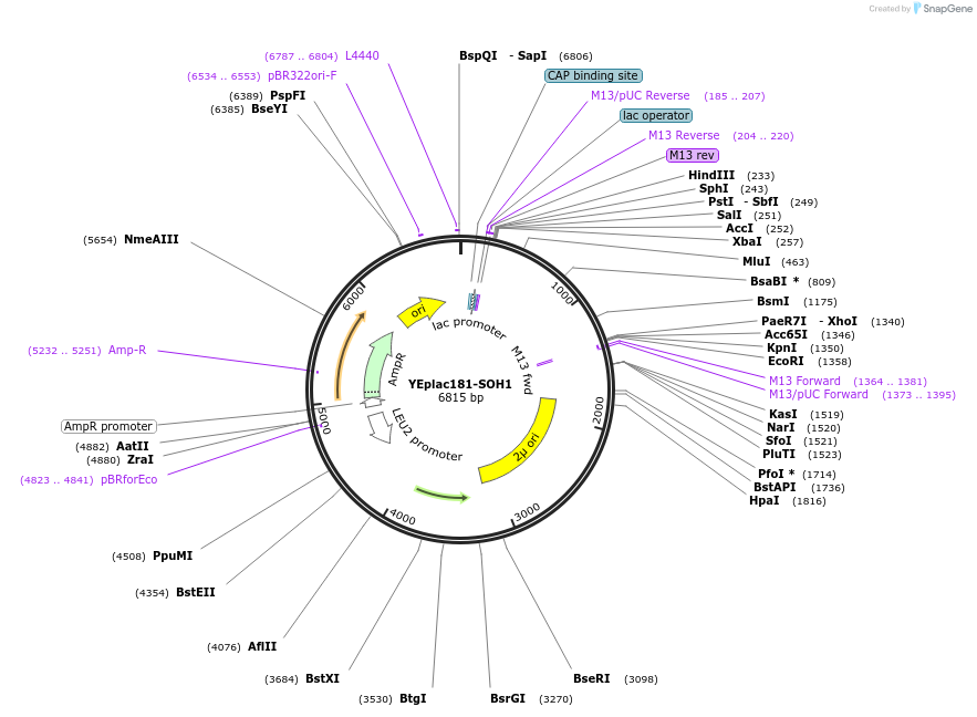 8623-plasmid-map-sequence-id-6716
