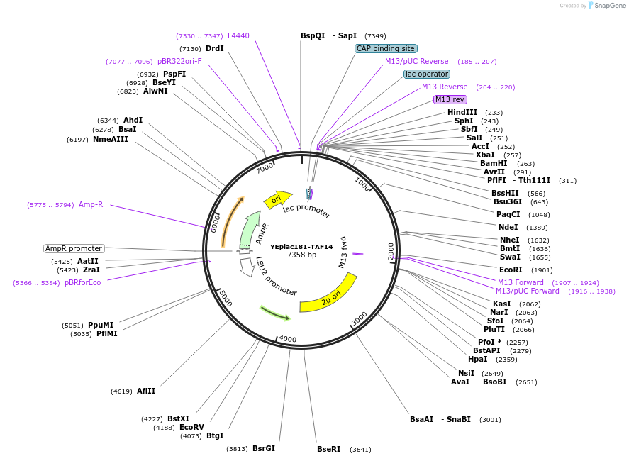 8625-plasmid-map-sequence-id-6718