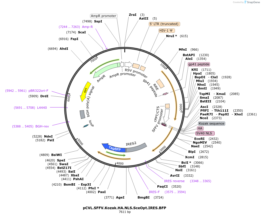 45574-plasmid-map-sequence-id-67191