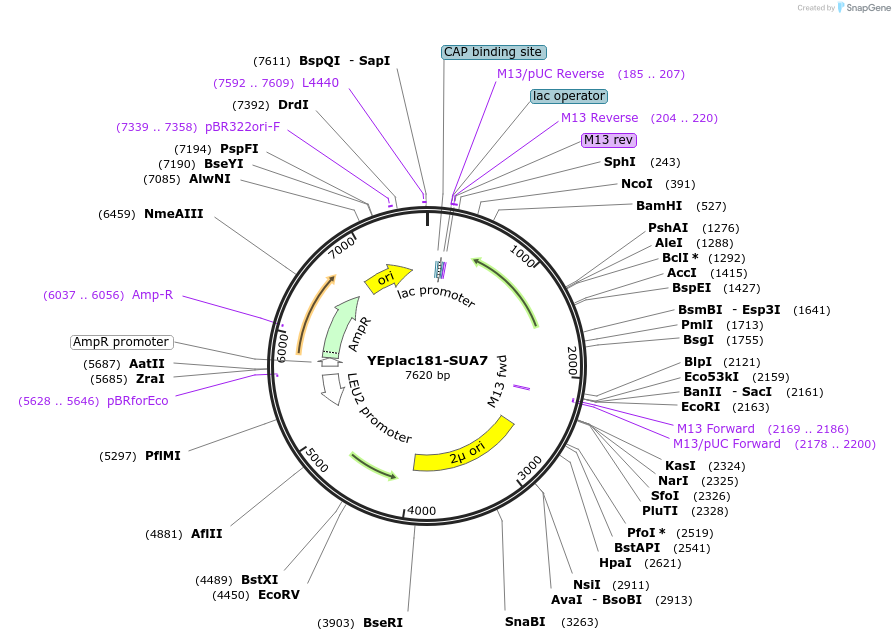 8627-plasmid-map-sequence-id-6720