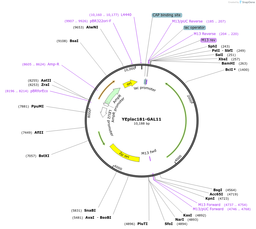 8628-plasmid-map-sequence-id-6721