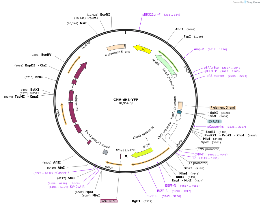 8694-plasmid-map-sequence-id-6724