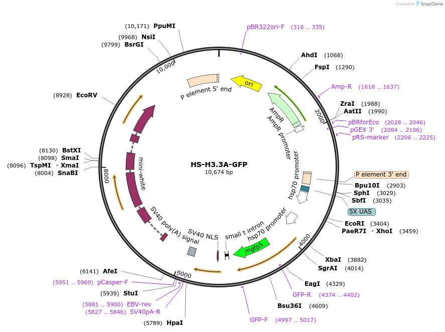 8696-plasmid-map-sequence-id-6726