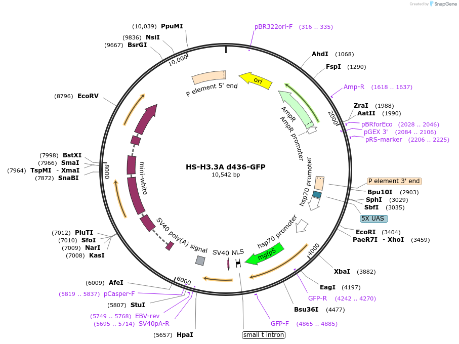 8697-plasmid-map-sequence-id-6727