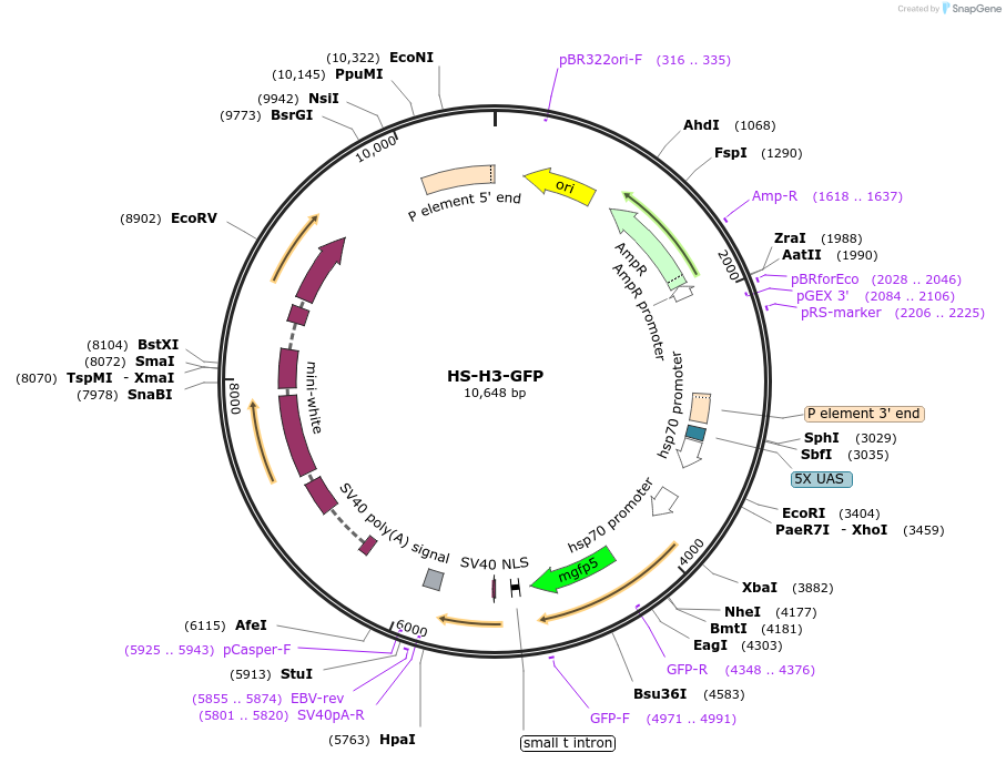 8698-plasmid-map-sequence-id-6728