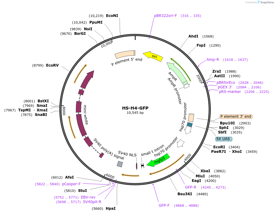 8699-plasmid-map-sequence-id-6729