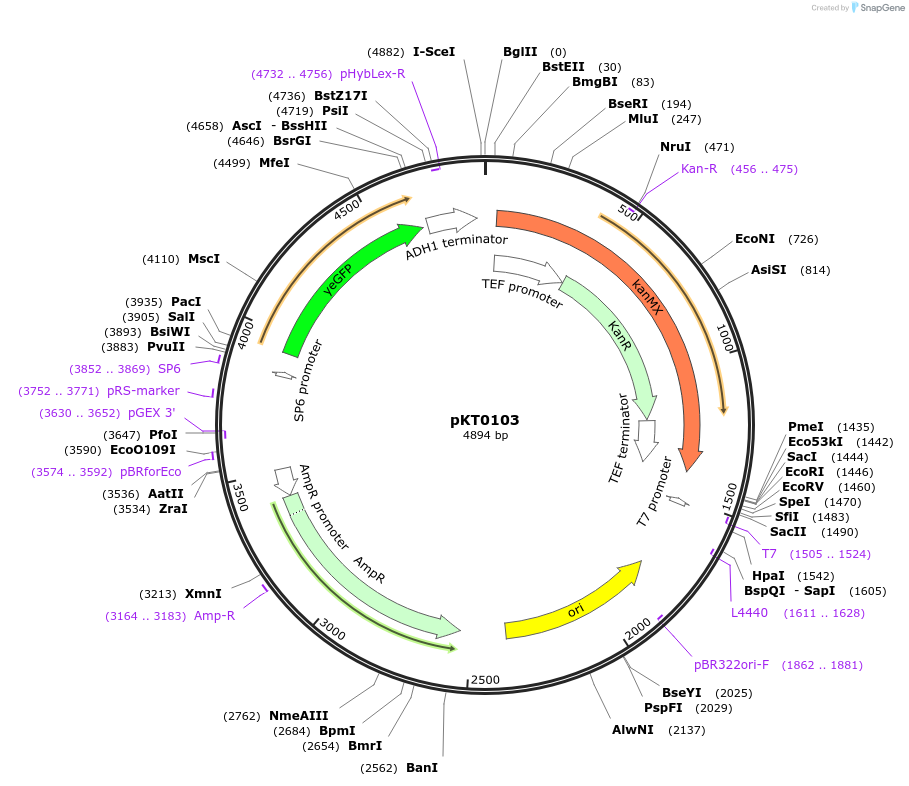 8718-plasmid-map-sequence-id-6731