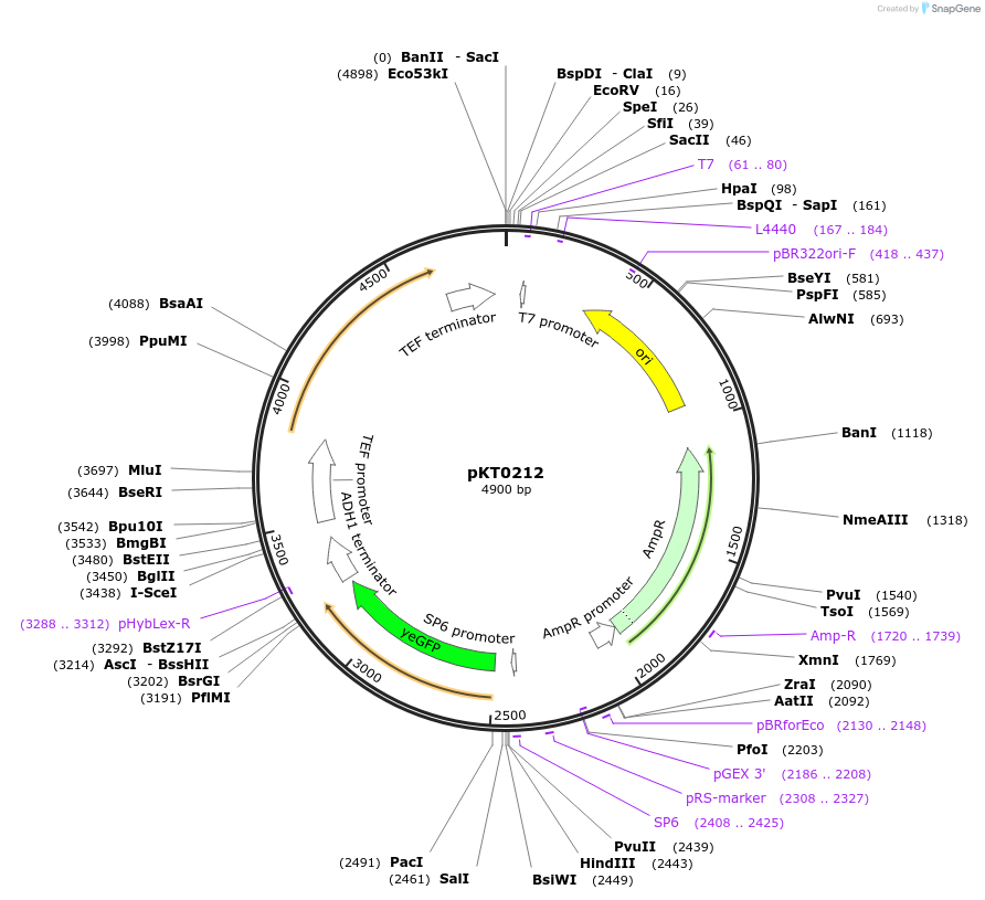 8725-plasmid-map-sequence-id-6737
