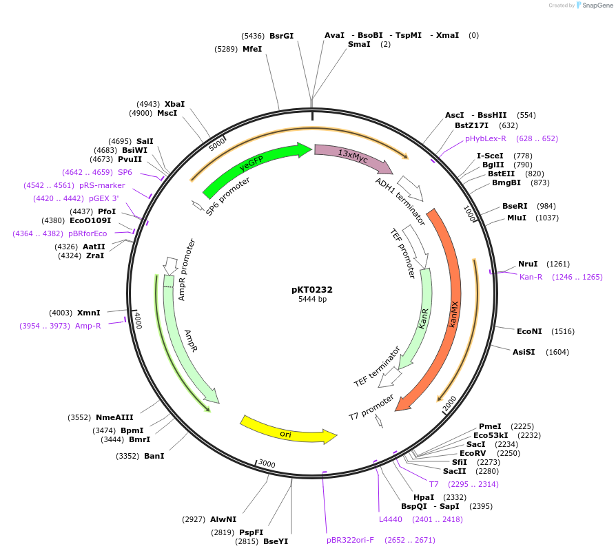 8727-plasmid-map-sequence-id-6739