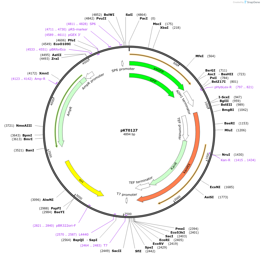 8728-plasmid-map-sequence-id-6740