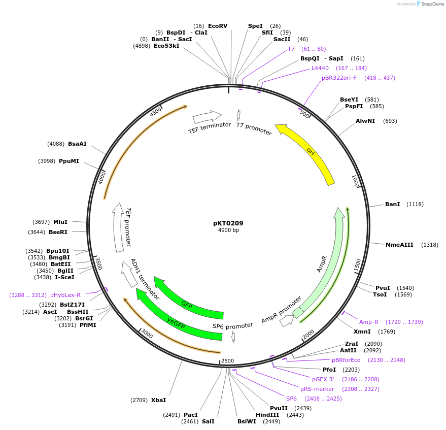 8730-plasmid-map-sequence-id-6742