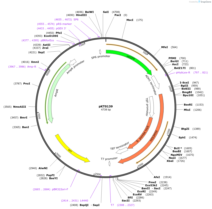 8731-plasmid-map-sequence-id-6743