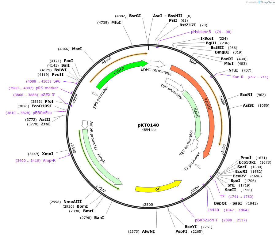 8732-plasmid-map-sequence-id-6744