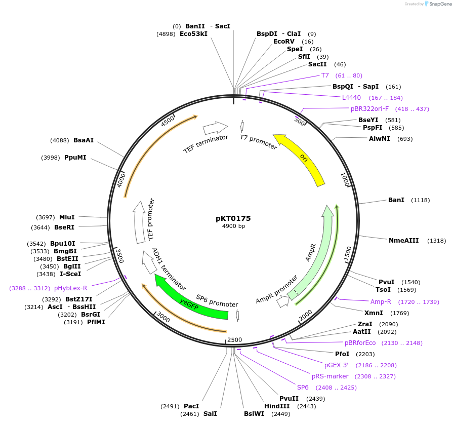 8733-plasmid-map-sequence-id-6745