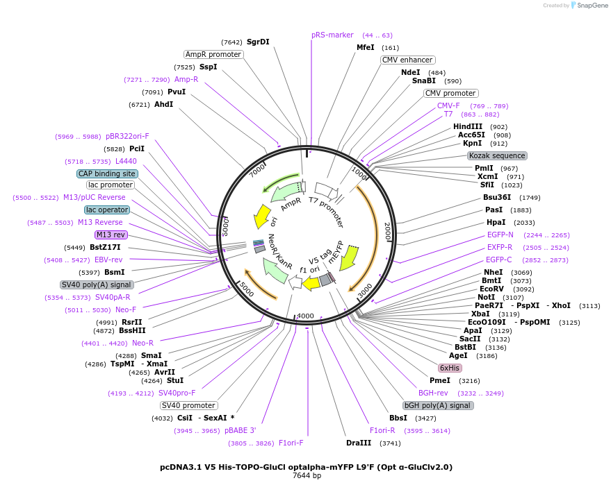 47387-plasmid-map-sequence-id-67454