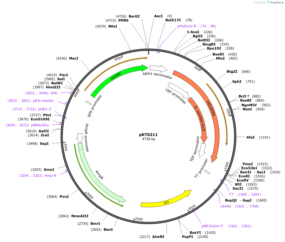 8734-plasmid-map-sequence-id-6746