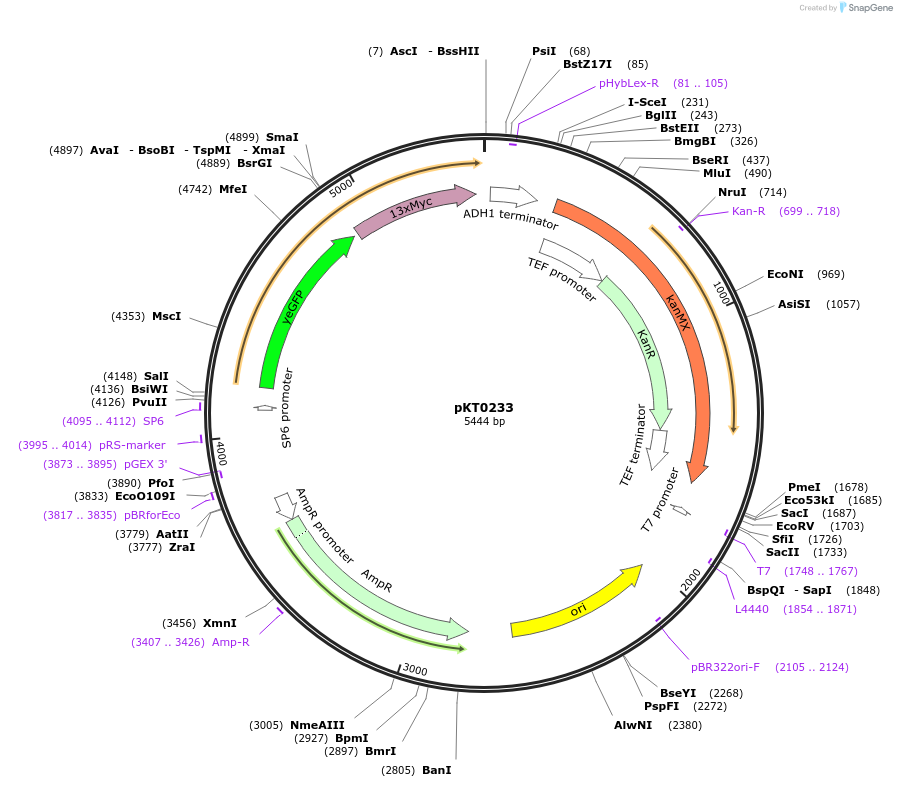 8737-plasmid-map-sequence-id-6748