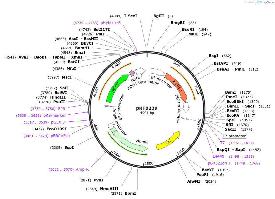 8738-plasmid-map-sequence-id-6749