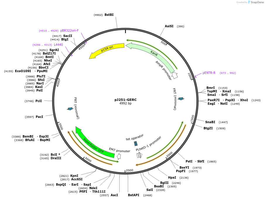 47441-plasmid-map-sequence-id-67511
