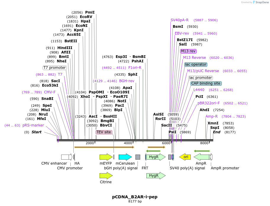 67526_map