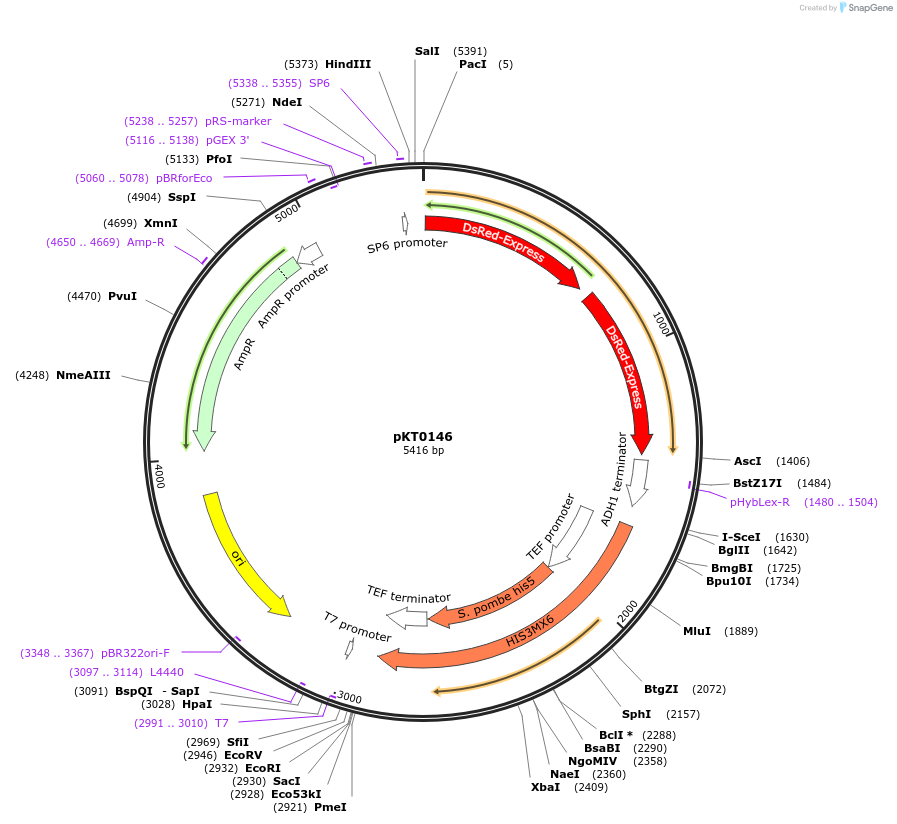 8742-plasmid-map-sequence-id-6753