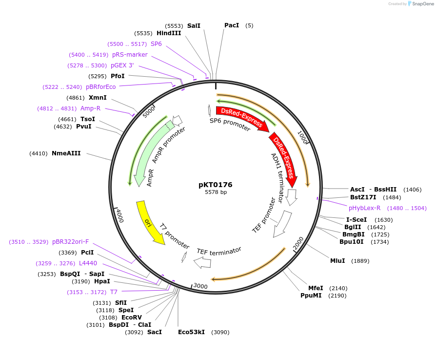 8743-plasmid-map-sequence-id-6754