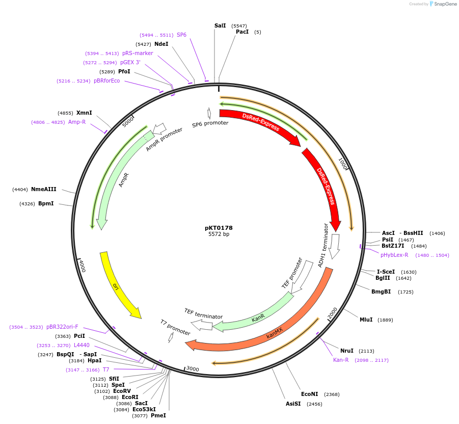8744-plasmid-map-sequence-id-6755