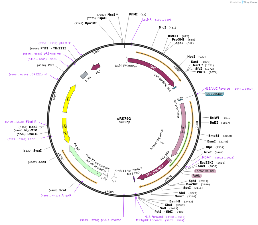 8830-plasmid-map-sequence-id-6760