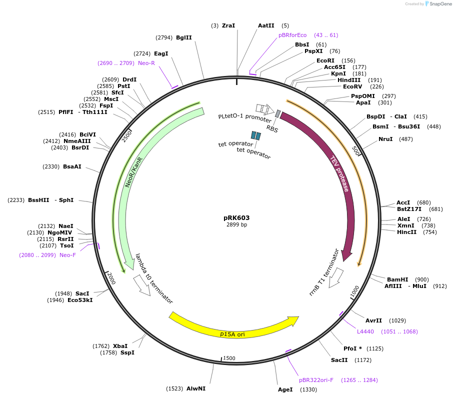 8831-plasmid-map-sequence-id-6761