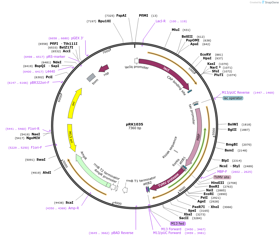 8832-plasmid-map-sequence-id-6762