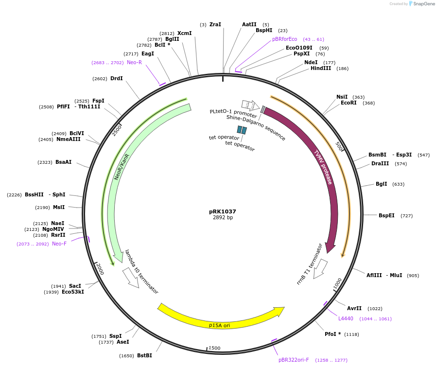 8833-plasmid-map-sequence-id-6763