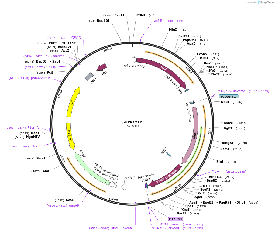8834-plasmid-map-sequence-id-6764