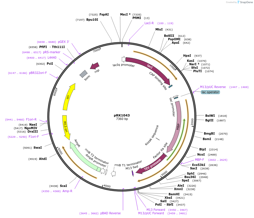 8835-plasmid-map-sequence-id-6765