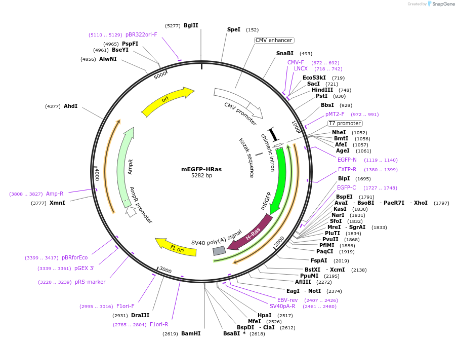 18662-plasmid-map-sequence-id-67661