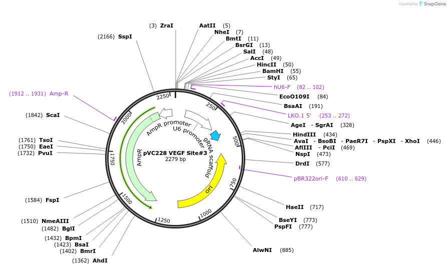 47507-plasmid-map-sequence-id-67675