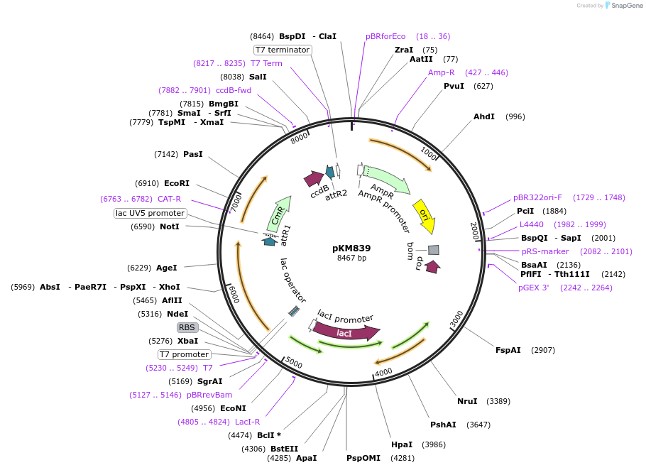 8838-plasmid-map-sequence-id-6768